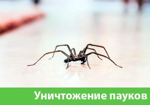 Избавиться от пауков в городе Бронницы