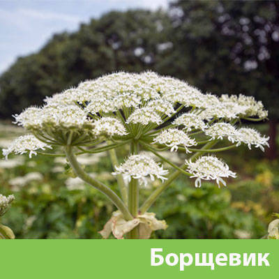 Борщевик в Бронницах