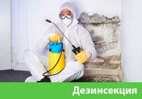 Дезинсекция в городе Бронницы