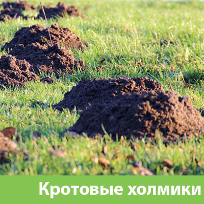 Кроты на участке в Бронницах