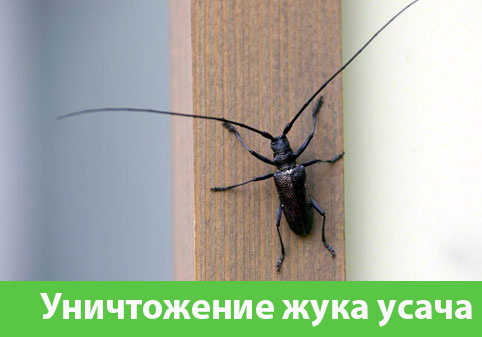 Обработка от жука усача в городе Бронницы