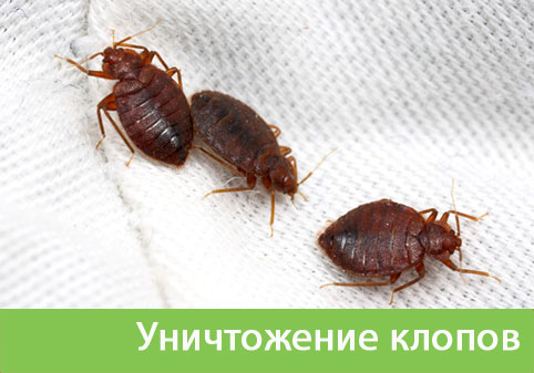 Уничтожение клопов в городе Бронницы