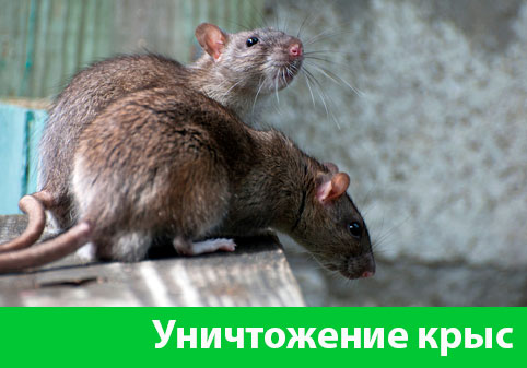 Уничтожение крыс в городе Бронницы
