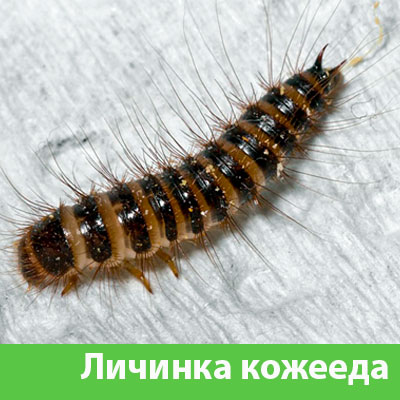 Личинка Кожееда в Бронницах