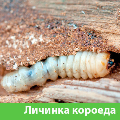 Уничтожение личинок короеда в Бронницах