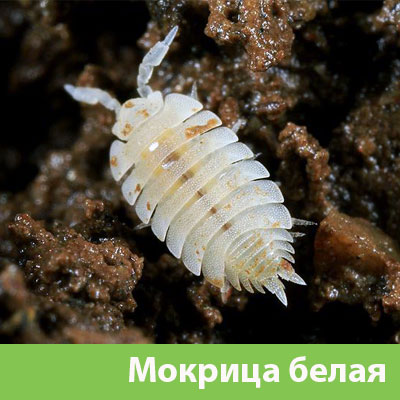 Мокрица в Бронницах фото