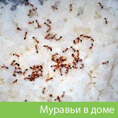 Муравьи в доме в Бронницах