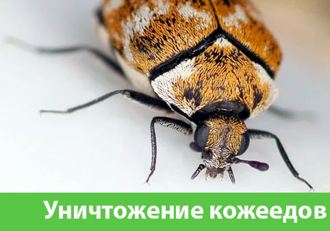 Обработка от кожееда в городе Бронницы 