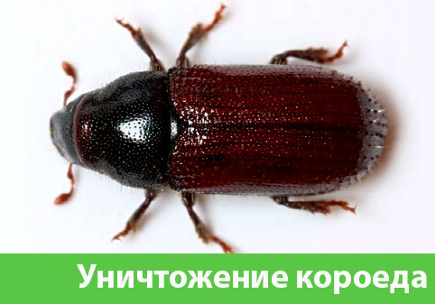 Обработка от короеда в городе Бронницы