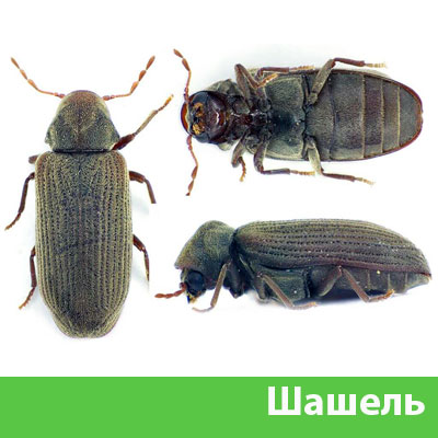 Обработка от шашеля в городе Бронницы
