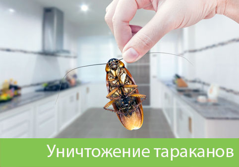 Уничтожение тараканов в городе Бронницы
