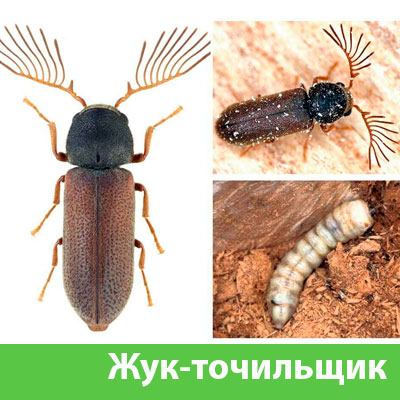 Уничтожение точильщика и личинок в Бронницах