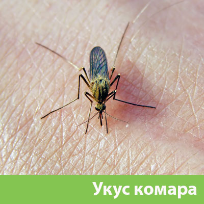 Укусы комаров в Бронницах