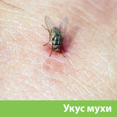 Уничтожение мух в Бронницах