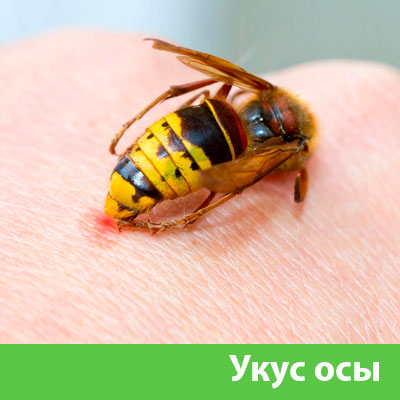 Профессиональное уничтожение ос и шершней в Бронницах