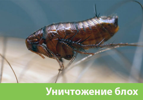 Уничтожение блох в городе Бронницы