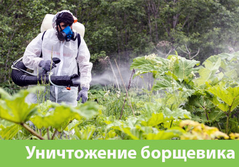 Уничтожение Борщевика в городе Бронницы