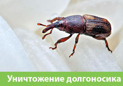 Уничтожение долгоносиков в городе Бронницы