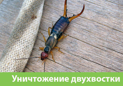 Уничтожение двухвостки в городе Бронницы