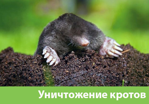 Уничтожение кротов в городе Бронницы
