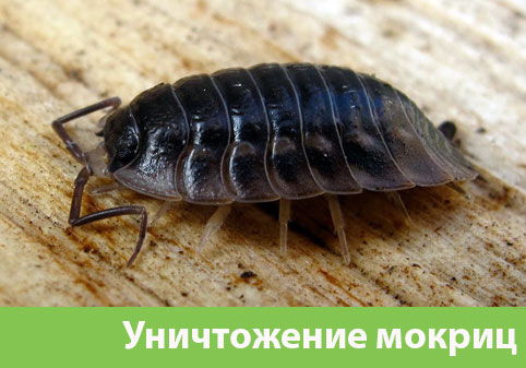 Мокрицы в квартире в городе Бронницы