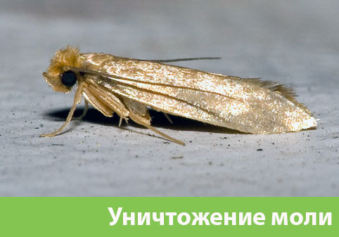 Уничтожение моли в городе Бронницы 