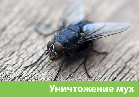 Уничтожение мух в городе Бронницы
