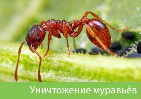 Уничтожение муравьёв в городе Бронницы
