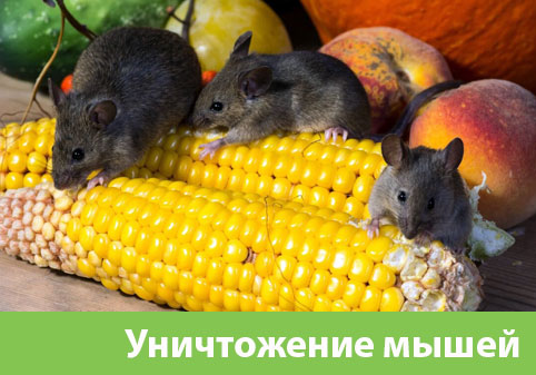 Уничтожение мышей в Бронницах