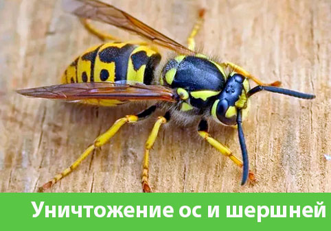 Уничтожение ос и шершней в городе Бронницы