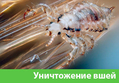 Уничтожение вшей в городе Бронницы